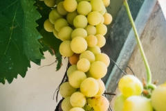 food-and-wine-5