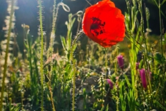 WhatsApp-Image-2022-07-09-at-11.36.48-AM-5